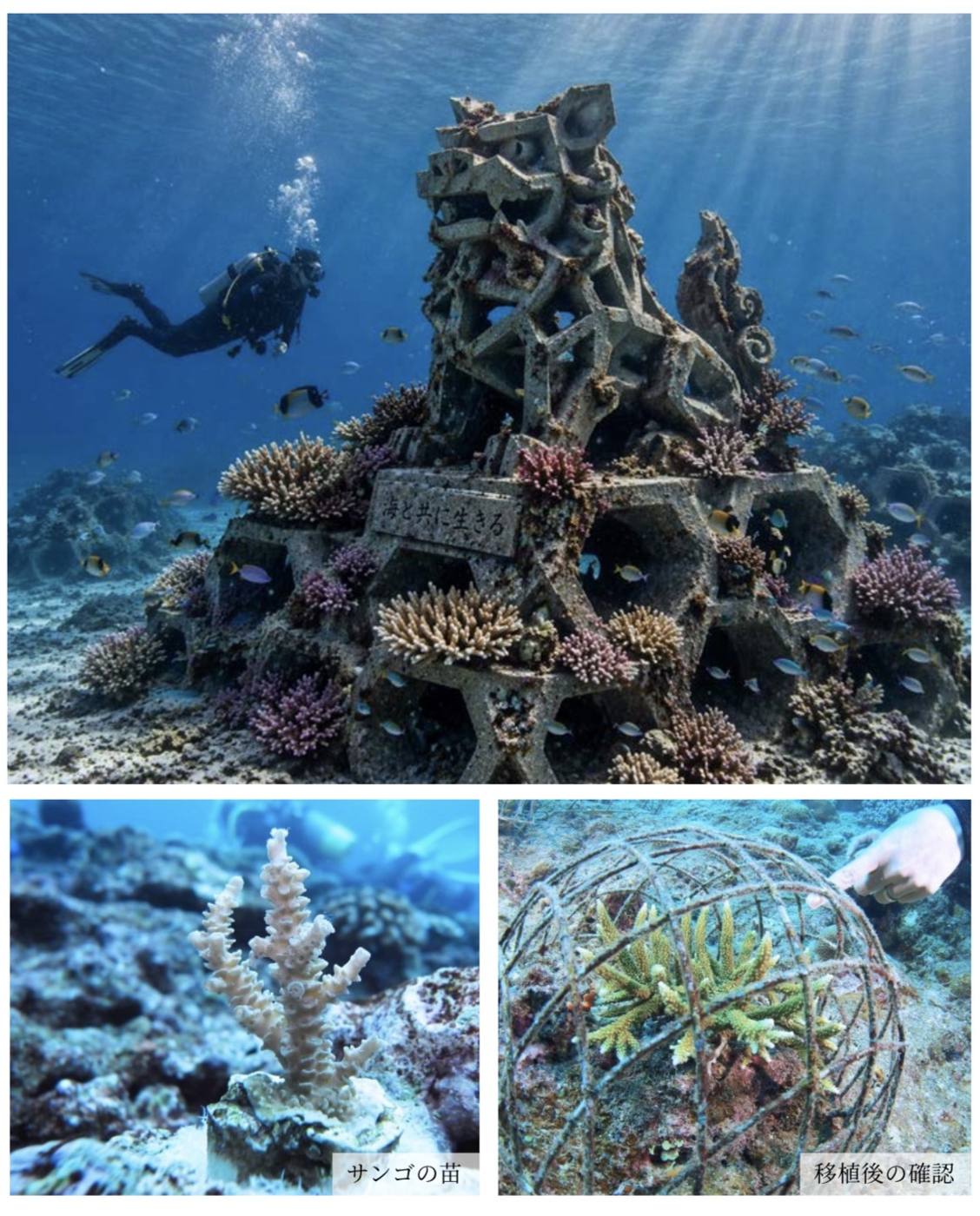 沖縄海底美術館とサンゴ移植